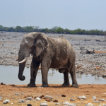 Een olifant in Etosha National Park<br/>Copyright © JTravel.nl Een olifant in Etosha National Park / Copyright © JTravel.nl