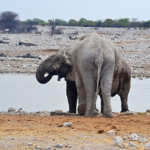 Olifanten in Etosha National Park<br/>Copyright © JTravel.nl Olifanten in Etosha National Park / Copyright © JTravel.nl