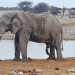 Een olifant in Etosha National Park<br/>Copyright © JTravel.nl Een olifant in Etosha National Park / Copyright © JTravel.nl