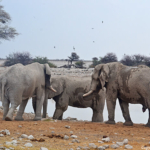 Olifanten in Etosha National Park<br/>Copyright © JTravel.nl Olifanten in Etosha National Park / Copyright © JTravel.nl
