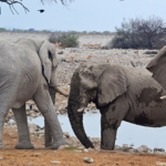 Olifanten in Etosha National Park<br/>Copyright © JTravel.nl Olifanten in Etosha National Park / Copyright © JTravel.nl
