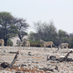 Zebra's in Etosha National Park<br/>Copyright © JTravel.nl Zebra's in Etosha National Park / Copyright © JTravel.nl