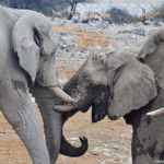 Olifanten in Etosha National Park<br/>Copyright © JTravel.nl Olifanten in Etosha National Park / Copyright © JTravel.nl