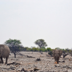 Olifanten in Etosha National Park<br/>Copyright © JTravel.nl Olifanten in Etosha National Park / Copyright © JTravel.nl