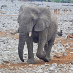 Een olifant in Etosha National Park<br/>Copyright © JTravel.nl Een olifant in Etosha National Park / Copyright © JTravel.nl
