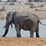 Een olifant in Etosha National Park<br/>Copyright © JTravel.nl Een olifant in Etosha National Park / Copyright © JTravel.nl