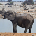 Een olifant in Etosha National Park<br/>Copyright © JTravel.nl Een olifant in Etosha National Park / Copyright © JTravel.nl