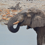 Een olifant in Etosha National Park<br/>Copyright © JTravel.nl Een olifant in Etosha National Park / Copyright © JTravel.nl