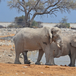 Olifanten in Etosha National Park<br/>Copyright © JTravel.nl Olifanten in Etosha National Park / Copyright © JTravel.nl