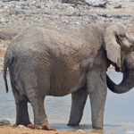 Een olifant in Etosha National Park<br/>Copyright © JTravel.nl Een olifant in Etosha National Park / Copyright © JTravel.nl