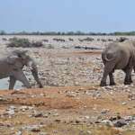 Olifanten in Etosha National Park<br/>Copyright © JTravel.nl Olifanten in Etosha National Park / Copyright © JTravel.nl