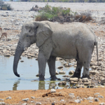 Een olifant in Etosha National Park<br/>Copyright © JTravel.nl Een olifant in Etosha National Park / Copyright © JTravel.nl