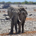 Een olifant in Etosha National Park<br/>Copyright © JTravel.nl Een olifant in Etosha National Park / Copyright © JTravel.nl