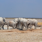 Olifanten in Etosha National Park<br/>Copyright © JTravel.nl Olifanten in Etosha National Park / Copyright © JTravel.nl