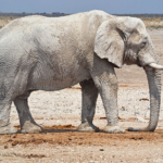 Een olifanten in Etosha National Park<br/>Copyright © JTravel.nl Een olifanten in Etosha National Park / Copyright © JTravel.nl