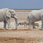 Olifanten en zebra's in Etosha National Park<br/>Copyright © JTravel.nl Olifanten en zebra's in Etosha National Park / Copyright © JTravel.nl