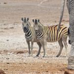 Zebra's en een olifant in Etosha National Park<br/>Copyright © JTravel.nl Zebra's en een olifant in Etosha National Park / Copyright © JTravel.nl