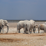 Olifanten in Etosha National Park<br/>Copyright © JTravel.nl Olifanten in Etosha National Park / Copyright © JTravel.nl