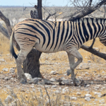 Een zebra in Etosha National Park<br/>Copyright © JTravel.nl Een zebra in Etosha National Park / Copyright © JTravel.nl