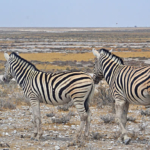 Zebra's in Etosha National Park<br/>Copyright © JTravel.nl Zebra's in Etosha National Park / Copyright © JTravel.nl
