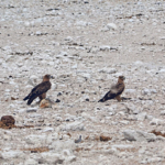 Savannearenden in Etosha National Park<br/>Copyright © JTravel.nl Savannearenden in Etosha National Park / Copyright © JTravel.nl