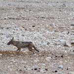 Een zadelrugjakhals in Etosha National Park<br/>Copyright © JTravel.nl Een zadelrugjakhals in Etosha National Park / Copyright © JTravel.nl