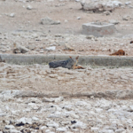 Zadelrugjakhalsen in Etosha National Park<br/>Copyright © JTravel.nl Zadelrugjakhalsen in Etosha National Park / Copyright © JTravel.nl