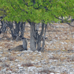 Een koritrap in Etosha National Park<br/>Copyright © JTravel.nl Een koritrap in Etosha National Park / Copyright © JTravel.nl