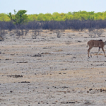 Kudu's in Etosha National Park<br/>Copyright © JTravel.nl Kudu's in Etosha National Park / Copyright © JTravel.nl
