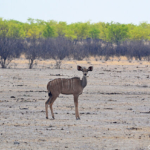 Een kudu in Etosha National Park<br/>Copyright © JTravel.nl Een kudu in Etosha National Park / Copyright © JTravel.nl