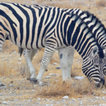 Zebra's in Etosha National Park<br/>Copyright © JTravel.nl Zebra's in Etosha National Park / Copyright © JTravel.nl