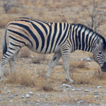 Een zebra in Etosha National Park<br/>Copyright © JTravel.nl Een zebra in Etosha National Park / Copyright © JTravel.nl