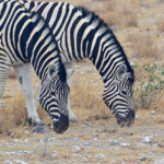 Zebra's in Etosha National Park<br/>Copyright © JTravel.nl Zebra's in Etosha National Park / Copyright © JTravel.nl