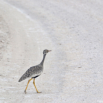 Een korhaan in Etosha National Park<br/>Copyright © JTravel.nl Een korhaan in Etosha National Park / Copyright © JTravel.nl