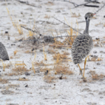 Een korhaan en haar jong in Etosha National Park<br/>Copyright © JTravel.nl Een korhaan en haar jong in Etosha National Park / Copyright © JTravel.nl