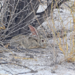 Een haas in Etosha National Park / Copyright © JTravel.nl Een haas in Etosha National Park<br/>Copyright © JTravel.nl