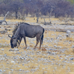 Gnoes in Etosha National Park<br/>Copyright © JTravel.nl Gnoes in Etosha National Park / Copyright © JTravel.nl