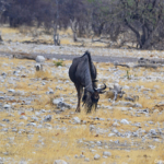 Gnoes in Etosha National Park<br/>Copyright © JTravel.nl Gnoes in Etosha National Park / Copyright © JTravel.nl