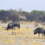 Gnoes en giraffes in Etosha National Park<br/>Copyright © JTravel.nl Gnoes en giraffes in Etosha National Park / Copyright © JTravel.nl