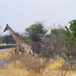 Een giraffe in Etosha National Park<br/>Copyright © JTravel.nl Een giraffe in Etosha National Park / Copyright © JTravel.nl