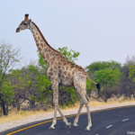Een giraffe in Etosha National Park<br/>Copyright © JTravel.nl Een giraffe in Etosha National Park / Copyright © JTravel.nl