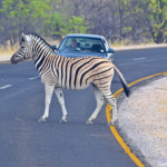 Zebra's in Etosha National Park<br/>Copyright © JTravel.nl Zebra's in Etosha National Park / Copyright © JTravel.nl