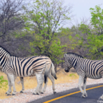 Zebra's in Etosha National Park<br/>Copyright © JTravel.nl Zebra's in Etosha National Park / Copyright © JTravel.nl
