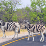 Zebra's in Etosha National Park<br/>Copyright © JTravel.nl Zebra's in Etosha National Park / Copyright © JTravel.nl