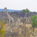 Giraffes in Etosha National Park<br/>Copyright © JTravel.nl Giraffes in Etosha National Park / Copyright © JTravel.nl