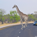 Een giraffe in Etosha National Park<br/>Copyright © JTravel.nl Een giraffe in Etosha National Park / Copyright © JTravel.nl