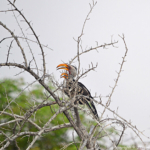 Geelsnaveltoks in Etosha National Park<br/>Copyright © JTravel.nl Geelsnaveltoks in Etosha National Park / Copyright © JTravel.nl