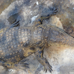 Een krokodil in Otjiwarongo Crocodile Farm<br/>Copyright © JTravel.nl Een krokodil in Otjiwarongo Crocodile Farm / Copyright © JTravel.nl