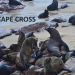 Zeehonden in Cape Cross<br/>Copyright © JTravel.nl Zeehonden in Cape Cross / Copyright © JTravel.nl