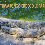 Krokodillen in Otjiwarongo Crocodile Farm<br/>Copyright © JTravel.nl Krokodillen in Otjiwarongo Crocodile Farm / Copyright © JTravel.nl